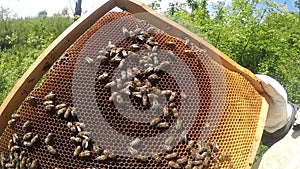 Frames of a bee hive. Working bees on honey cells. Apiary concept