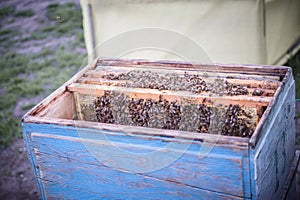 Frames of beehive. Close up view of opened hive body showing frames populated by honey bees. Nature, insects. Beekeeping