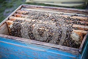 Frames of beehive. Close up view of opened hive body showing frames populated by honey bees. Nature, insects. Beekeeping