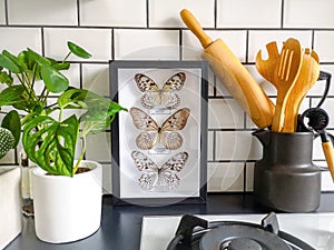 Frames butterflies taxidermy display in a black and white subway tiled kitchen with numerous plants and cooking utensils photo