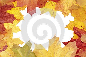 Framework from maple leaves