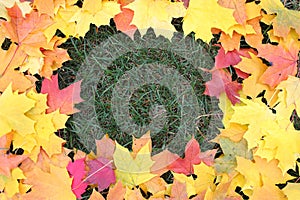 Framework from maple leaves