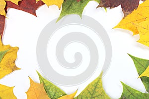 Framework from maple leaves