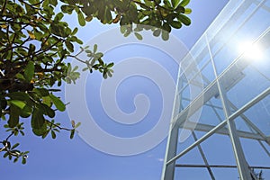 Framing blend of green foliage with sun-exposed glass buildings