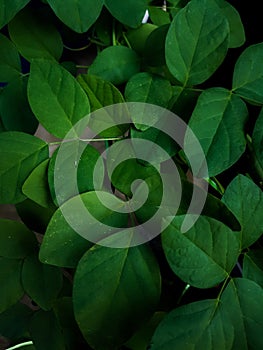 Framing green leaf