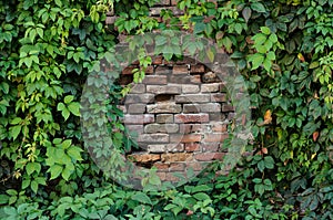 Framing an old brick wall with green ivy leaves. Copy space