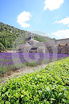 France - Abbaye de Senanque