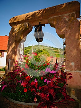 France , Alsace , Haut Rhin , vineyard view