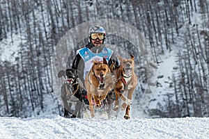 A competitor rushes at a tremendous speed along the track with a team of sled dogs