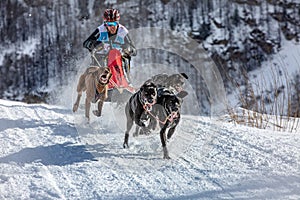 A competitor rushes at a tremendous speed along the track with a team of sled dogs