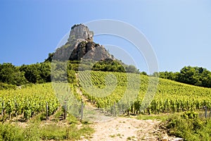 France Burgundy Vineyard with rock
