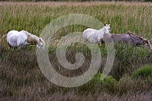 France - Camargue - wild horses