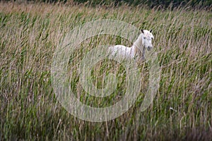 France - Camargue - wild horses