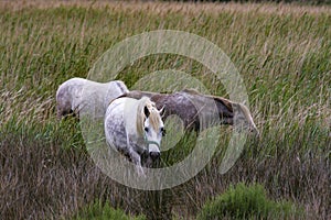 France - Camargue - wild horses