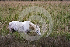 France - Camargue - wild horses