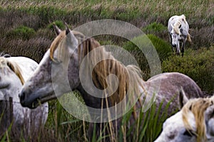 France - Camargue - wild horses