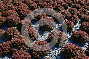 France Colleville-sur-Mer Plantings in American Cemetery  847516 photo