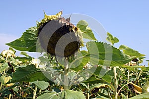 France, Gers, Ripening sunflower