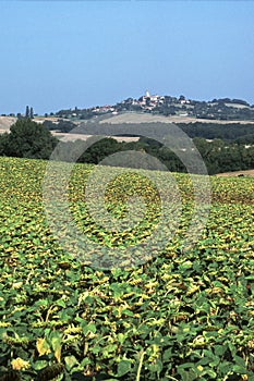 France, Gers, Sunflower landscape