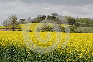 France, Haute Garonne, colza fields.