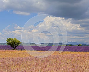 France, landscape of Provence: lavender and clary sage fields, plateau Valensole