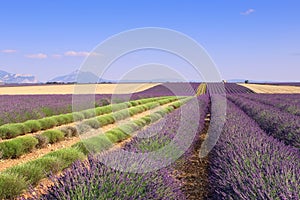 France, landscapes of Provence: Harvest lavender fields