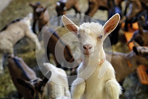 France. Daily Life photo