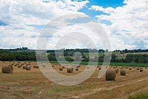 France, Lot et Garonne, NÃ©rac, Field of wheat