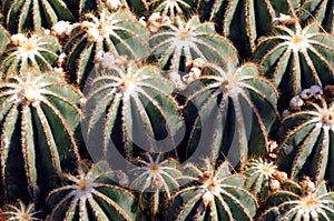 France, Nice, parc Phenix: eriocactus magnificus