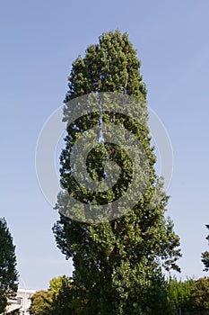 France Paris Columnar tree on bank of Seine River  847665