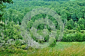 France, picturesque Marquay forest in Dordogne