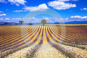 France. Provence - lavander fields