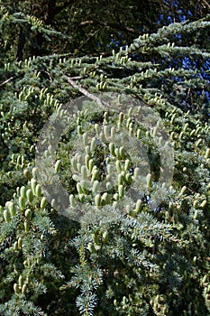 France Rueil-Malmaison Evergreen tree in park   815412