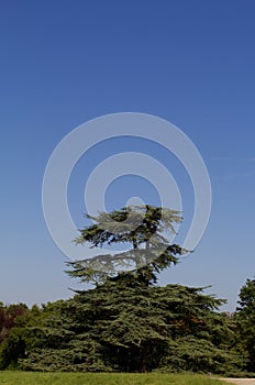 France â¨Rueil-Malmaison Lebanon Cedar Tree  847639