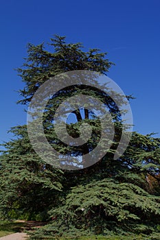 France Rueil-Malmaison Lebanon Cedar Tree  847641