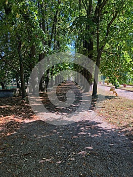 France Rueil-Malmaison Tree-lined walkway  809312