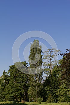 France â¨Rueil-Malmaison Trees in park of Chateau de la Malmaison  847643
