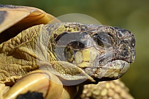 France, south east, land turtle.