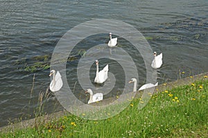 France, swans in Seine river in Les Mureaux
