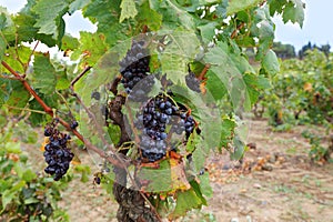 France vineyard Corbieres region AOC