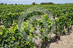 France, vineyard of Saint Emilion