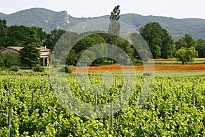 In France, a Vivarais vineyard