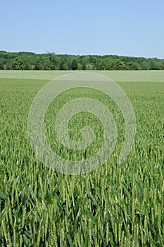 France, wheat field in Jouy Le Moutier in Val d Oise photo