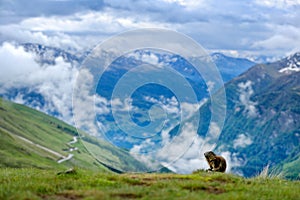 France wildlife, funny image, detail of Marmot. Cute fat animal Marmot, sitting in the grass with nature rock mountain habitat,