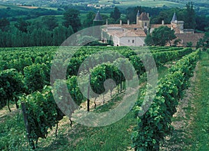 France: Wine-Region Bordeaux, Chardonay-Grapes Plantation photo