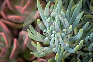 Francesco baldi plant also knowns as succulents plant.