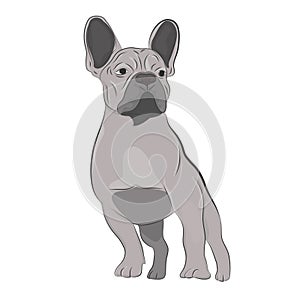 Franch Bulldog with funny ears. Purebred canine hand drawn illustration. photo