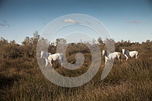 Francia, Camargue, Saintes- Maries- de- la- Mer, the horses photo