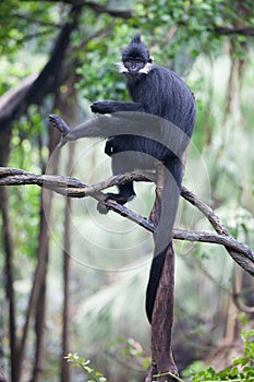 Francois langur