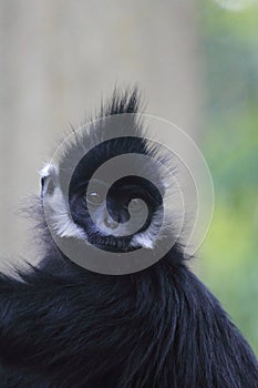 Francois langur photo